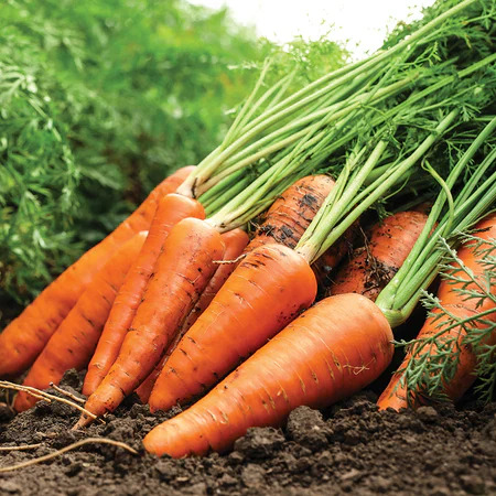 Carrot